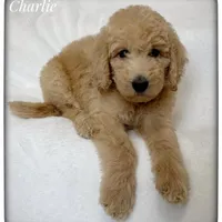 Charlie, a male Labradoodle for sale in Mission, TX – 3 of 5