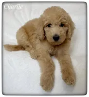Charlie, a male Labradoodle for sale in Mission, TX – Photo 3 of 5
