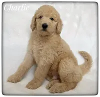 Charlie, a male Labradoodle for sale in Mission, TX – Photo 1 of 5