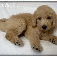 Charlie, a male Labradoodle for sale in Mission, TX – 2 of 5