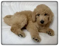 Charlie, a male Labradoodle for sale in Mission, TX – Photo 2 of 5
