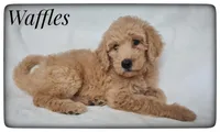 Waffles, a male Labradoodle for sale in Mission, TX – Photo 2 of 8