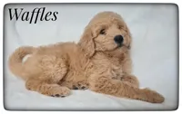 Waffles, a male Labradoodle for sale in Mission, TX – Photo 1 of 8