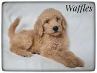 Waffles, a male Labradoodle for sale in Mission, TX – Photo 4 of 8