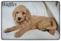 Waffles, a male Labradoodle for sale in Mission, TX – Photo 5 of 8