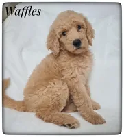 Waffles, a male Labradoodle for sale in Mission, TX – Photo 3 of 8