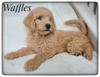 Waffles, a male Labradoodle for sale in Mission, TX – Photo 6 of 8