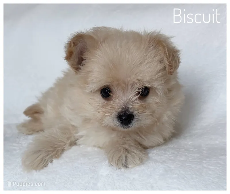 Biscuit