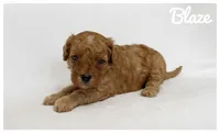 Blaze, a male Cavapoo for sale in Mission, TX – 5 of 5