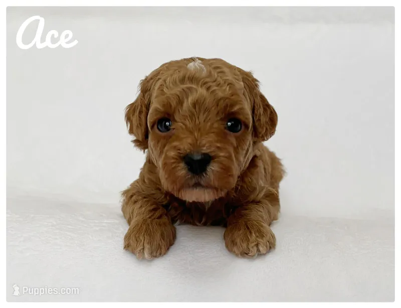 Ace – Cavapoo puppy for sale in Mission, TX