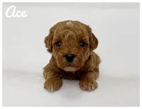 Ace, a male Cavapoo for sale in Mission, TX – 1 of 5