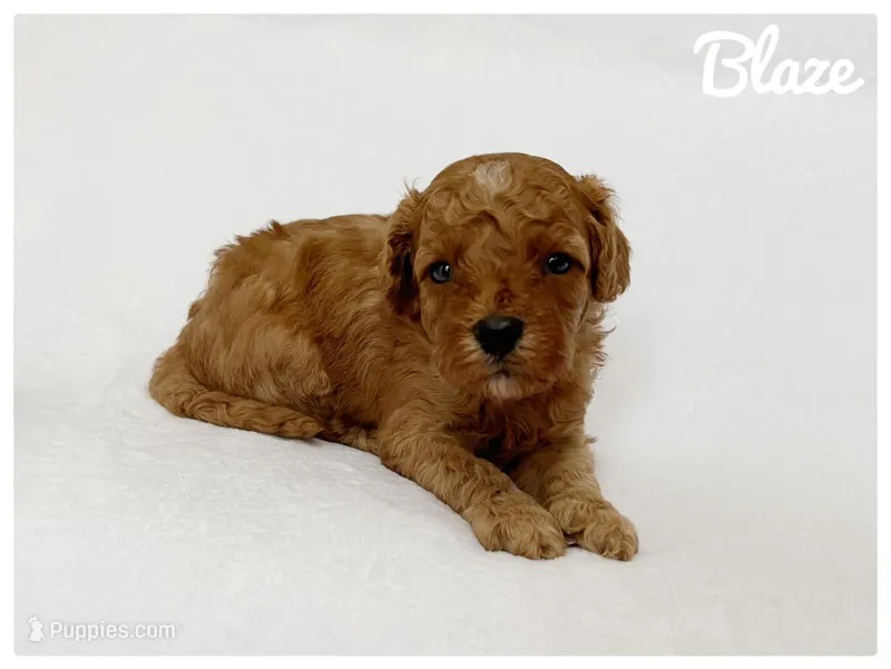 Blaze – Cavapoo puppy for sale in Mission, TX