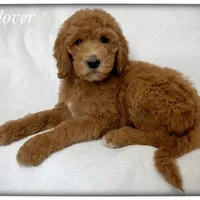 Clover, a female Labradoodle for sale in Mission, TX – 3 of 5