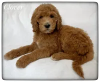 Clover, a female Labradoodle for sale in Mission, TX – Photo 3 of 5