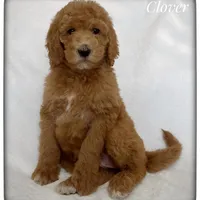 Clover, a female Labradoodle for sale in Mission, TX – 4 of 5