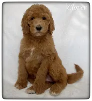 Clover, a female Labradoodle for sale in Mission, TX – Photo 4 of 5