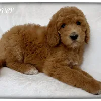 Clover, a female Labradoodle for sale in Mission, TX – 2 of 5