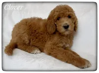 Clover, a female Labradoodle for sale in Mission, TX – Photo 2 of 5
