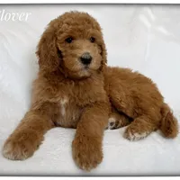 Clover, a female Labradoodle for sale in Mission, TX – 1 of 5
