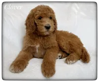 Clover, a female Labradoodle for sale in Mission, TX – Photo 1 of 5