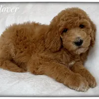 Clover, a female Labradoodle for sale in Mission, TX – 5 of 5