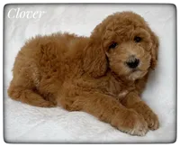 Clover, a female Labradoodle for sale in Mission, TX – Photo 5 of 5