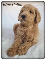 Blue Collar, a male Labradoodle for sale in Mission, TX – Photo 2 of 8