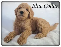Blue Collar, a male Labradoodle for sale in Mission, TX – Photo 6 of 8