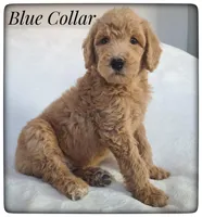 Blue Collar, a male Labradoodle for sale in Mission, TX – Photo 3 of 8
