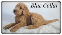 Blue Collar, a male Labradoodle for sale in Mission, TX – Photo 5 of 8