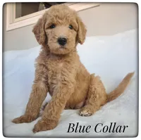 Blue Collar, a male Labradoodle for sale in Mission, TX – Photo 4 of 8