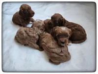 Cookie, a female Cavapoo for sale in Mission, TX – Photo 3 of 3