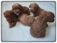 Cookie, a female Cavapoo for sale in Mission, TX – Photo 1 of 3