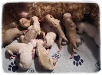 Erika, a female Labradoodle for sale in Mission, TX – Photo 2 of 2