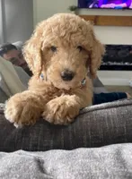 Erika, a female Labradoodle for sale in Mission, TX – Photo 1 of 2