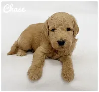 Chase, a male Labradoodle for sale in Mission, TX – 3 of 5