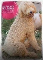 Biscuit, a male Labradoodle for sale in Mission, TX – Photo 7 of 7