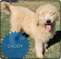 Biscuit, a male Labradoodle for sale in Mission, TX – Photo 6 of 7