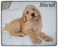 Biscuit, a male Labradoodle for sale in Mission, TX – Photo 2 of 7