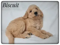 Biscuit, a male Labradoodle for sale in Mission, TX – Photo 5 of 7