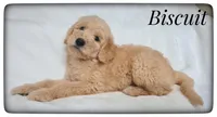 Biscuit, a male Labradoodle for sale in Mission, TX – Photo 4 of 7