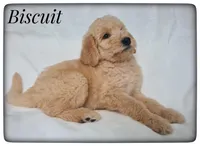 Biscuit, a male Labradoodle for sale in Mission, TX – Photo 3 of 7