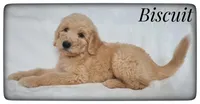 Biscuit, a male Labradoodle for sale in Mission, TX – Photo 1 of 7