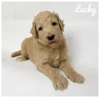 Lucky, a male Labradoodle for sale in Mission, TX – 5 of 5