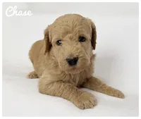 Chase, a male Labradoodle for sale in Mission, TX – 4 of 5
