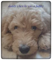 Doodle Boy, a male Labradoodle for sale in Mission, TX – Photo 2 of 3