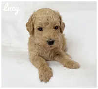 Lucy, a female Labradoodle for sale in Mission, TX – 2 of 5