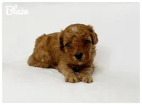 Blaze, a male Cavapoo for sale in Mission, TX – 4 of 5