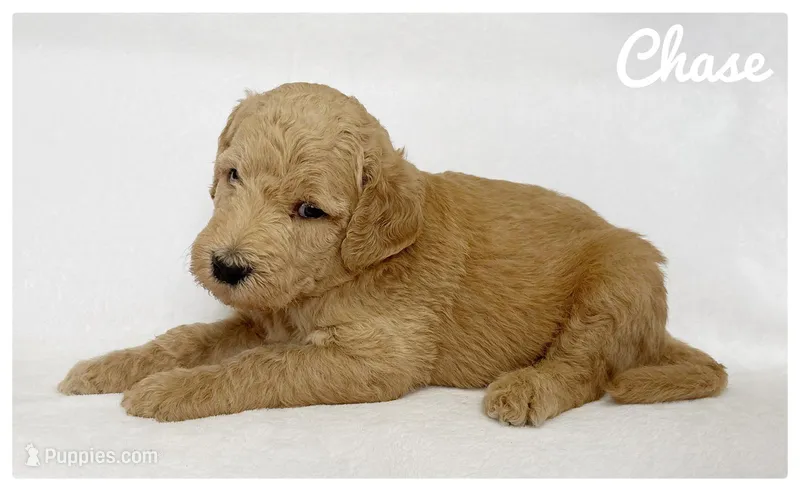 Chase – Labradoodle puppy for sale in Mission, TX