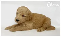Chase, a male Labradoodle for sale in Mission, TX – 1 of 5